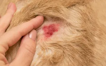 dermatología veterinaria