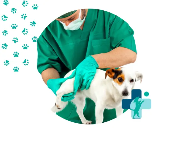 diferencia entre veterinario y traumatólogo para perros
