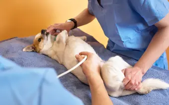 ecografia veterinaria