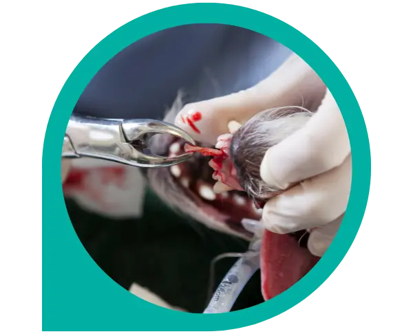 extracciones dentales para perros