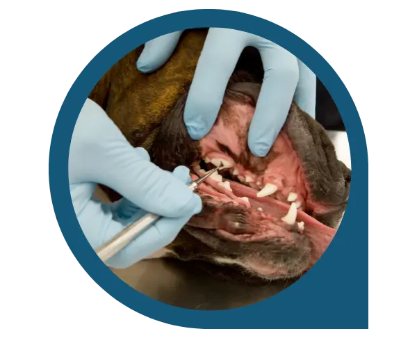 limpieza dental profesional para prevenir enfermedades de tu perro