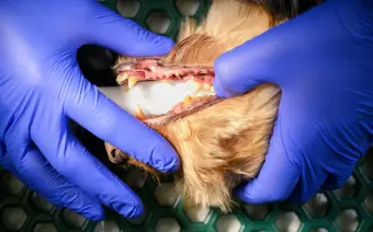 odontologia veterinaria