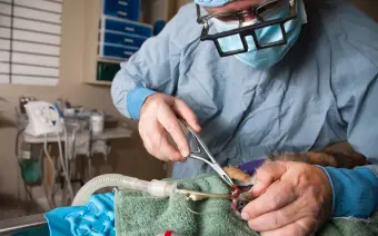odontología veterinaria