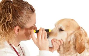 oftalmologia veterinaria