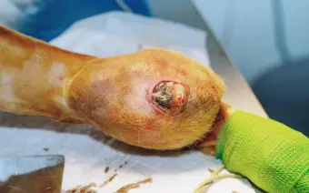 oncologia veterinaria
