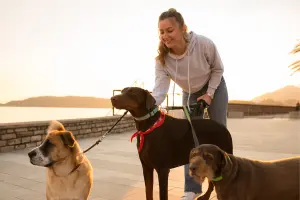 paseador de perros cerca de mi que hablen español en estados unidos