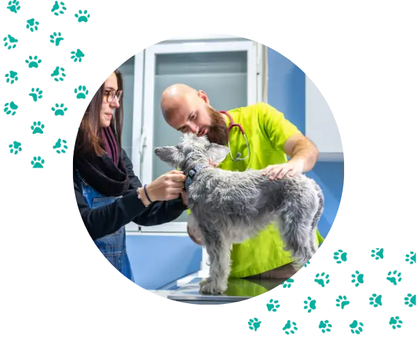 que esperar en la primera consulta de tu perro al veterinario