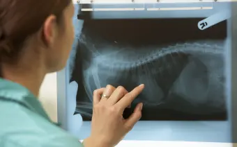 rayos x veterinaria