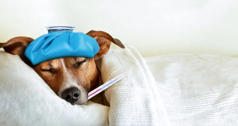 servicios de emergencia veterinaria