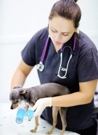 traumatologia veterinaria