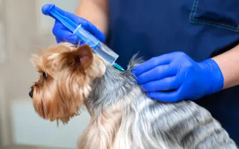 vacunaciones para perros
