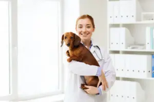 veterinaria cerca de mi que hablen español en estados unidos