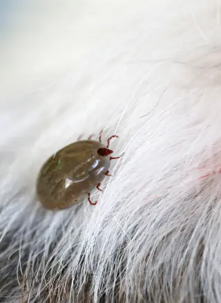 ¿Cuánto cuesta para desparasitar a un perro