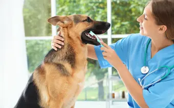 cepillado de dientes para perros para mejorar la higiene dental