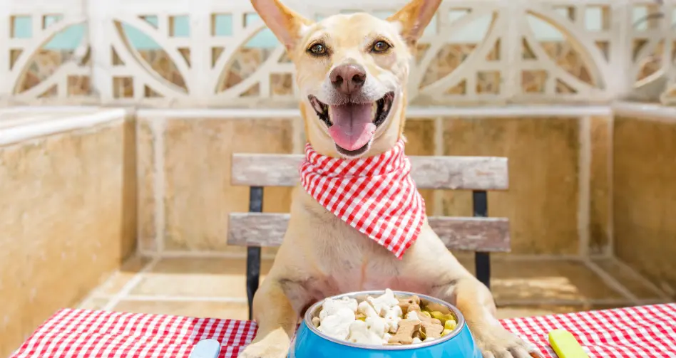 consultas nutricionales para apoyar la salud de la piel y el pelaje de tu perro