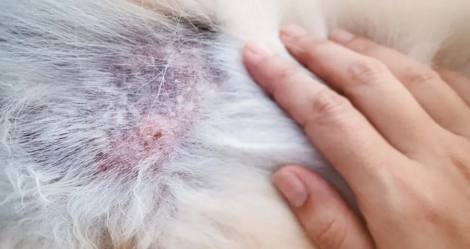 evaluacion de la salud de la piel de tu perro y tratamiento de afecciones