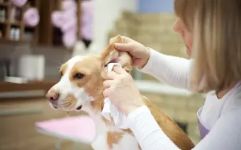 peluqueria canina limpieza de oidos