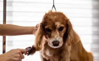 servicio de peluqueria canina cepillado profesional y eliminación de pelo