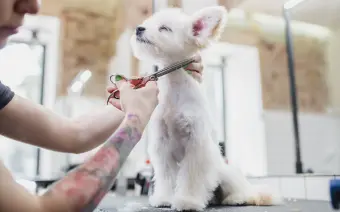 servicios de estetica canina cortes de pelo y estilismo de expertos
