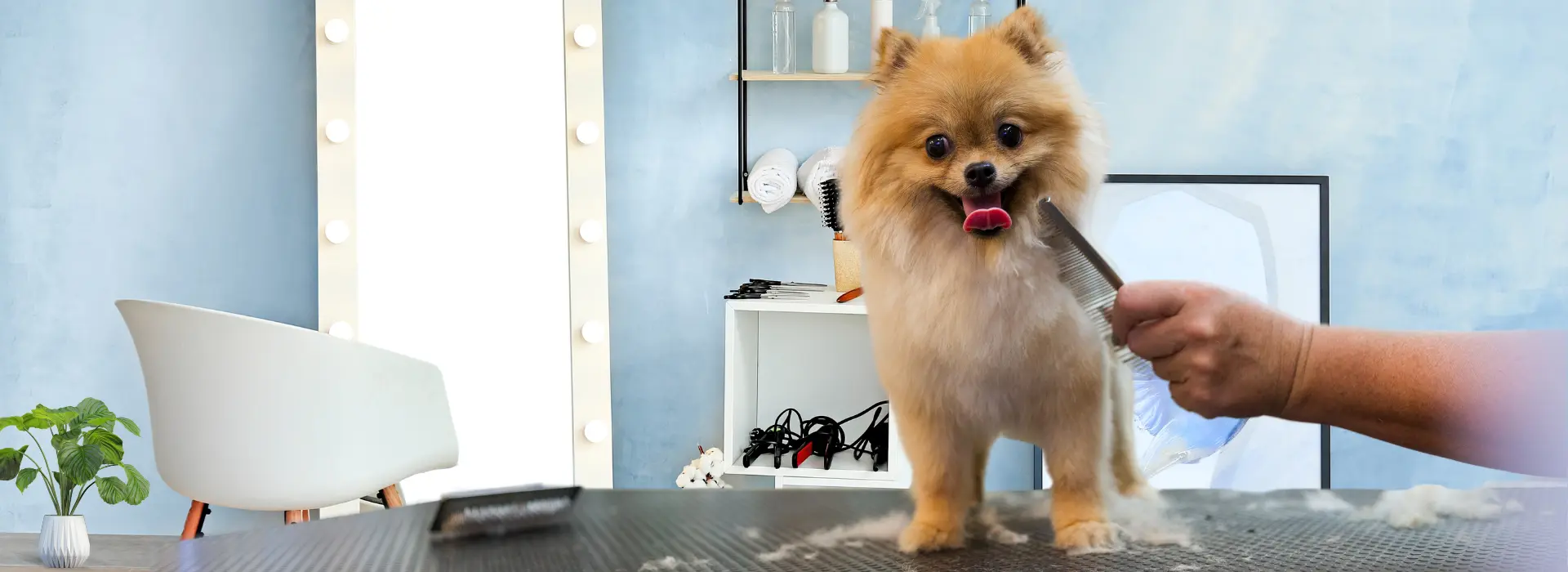 servicios de peluqueria canina en estados unidos que incluye, que ofrece