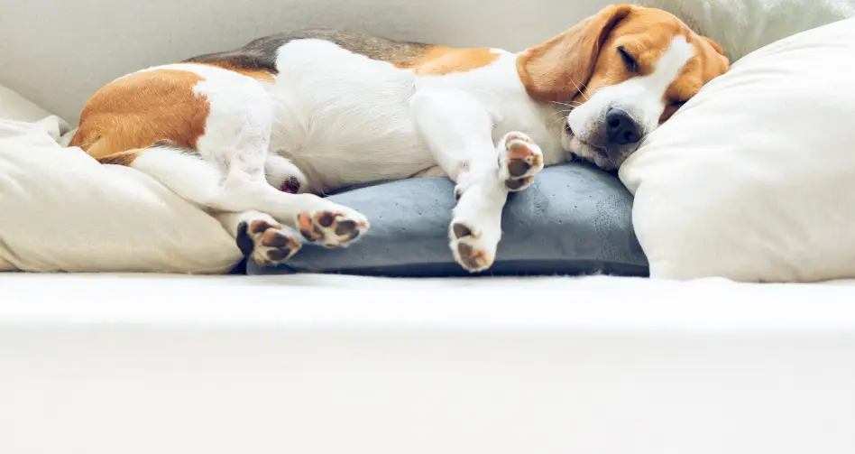 tecnicas de relajacion y calma para perros nerviosos