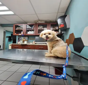 Animedical Veterinary Center veterinaria en san juan puerto rico