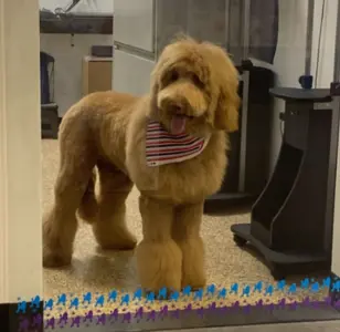 Art of Pet Grooming peluqueria canina en Arizona