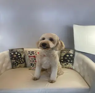 Art of Pet Grooming peluqueria canina en phoenix