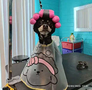 Bark & Bark Dog Grooming Salon peluqueria canina en arizona