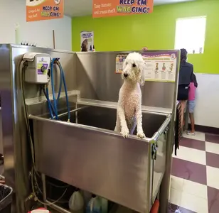 Bark If You’re Dirty - Phoenix peluqueria canina en phoenix