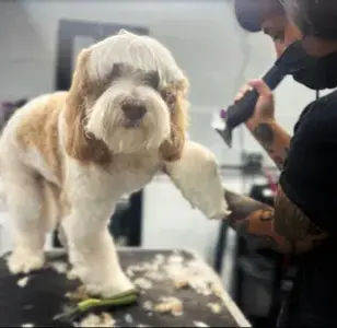 Boujee Mobile Pet Grooming peluqueria en hialeah