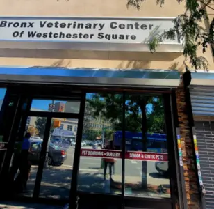 Bronx Veterinary Center of Eastchester Road veterinario en bronx