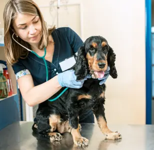 Bronx Veterinary Center veterinaria en bronx new york