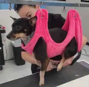 Cut & Dry Pet Salon peluqueria canina en arizona