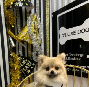 D'Luxe Dog Pet Concierge & Boutique peluqueria canina en miami