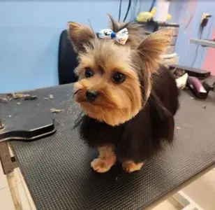 Dog Grooming USA Dog Grooming peluqueria en hialeah