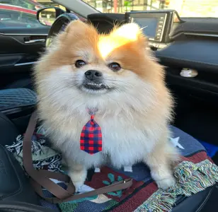 Doggy Daze peluqueria canina en phoenix