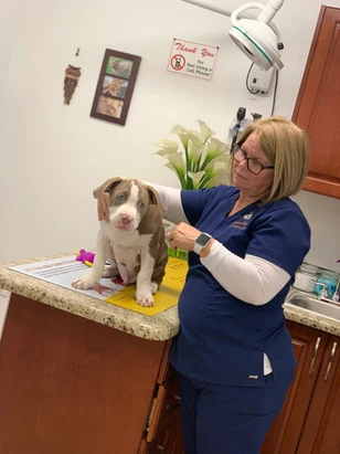 E & L Animal Clinic clinica veterinaria en hialeah