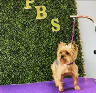 Fashion pet beauty salon peluqueria en hialeah