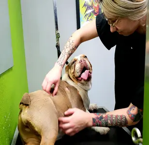 One Love Pet Parlor peluqueria canina en arizona