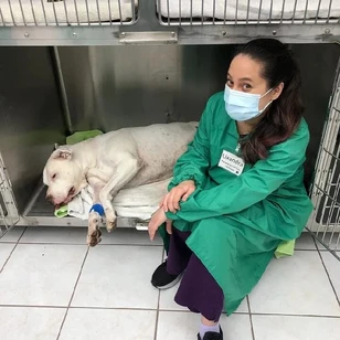 Palmetto Animal Clinic clinica veterinaria en hialeah