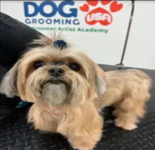 Princess And Dukes Pets Salon peluqueria en hialeah