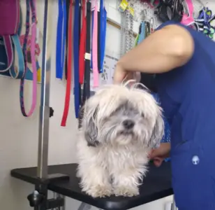 Sonora Pet Care peluqueria canina en arizona