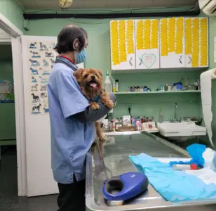 Tri-Boro Animal Hospital veterinarias en bronx