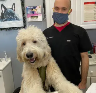 Value Veterinary Clinicveterinarias en bronx