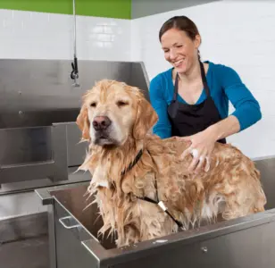 petbar Boutique Arcadia peluqueria para perros en arizona