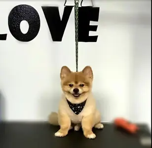 Aleman’s Grooming Salon peluqueria canina en illinois