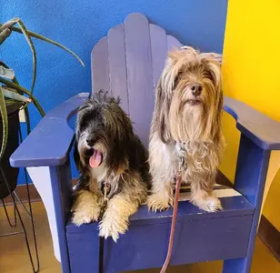 All Angels Pet Salon peluquerias caninas en nuevo mexico
