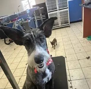 Alpha Dog Grooming Los Lunas peluqueria canina en nuevo mexico
