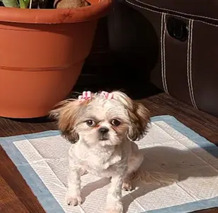 Amaya's Grooming #1 peluqueria canina en texas